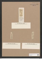 Navicula sp. (de-Toni-Nr.: Genus 1) Zeichnungen Sammlung Grunow Nr. 1587 (NHMW-BOT-W0368124)